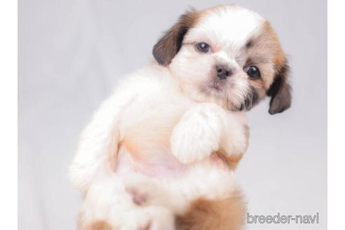 成約済の東京都のミックス犬-206173の4枚目